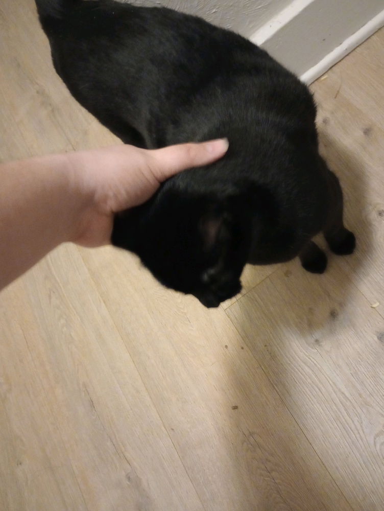 My first post of my black kitty