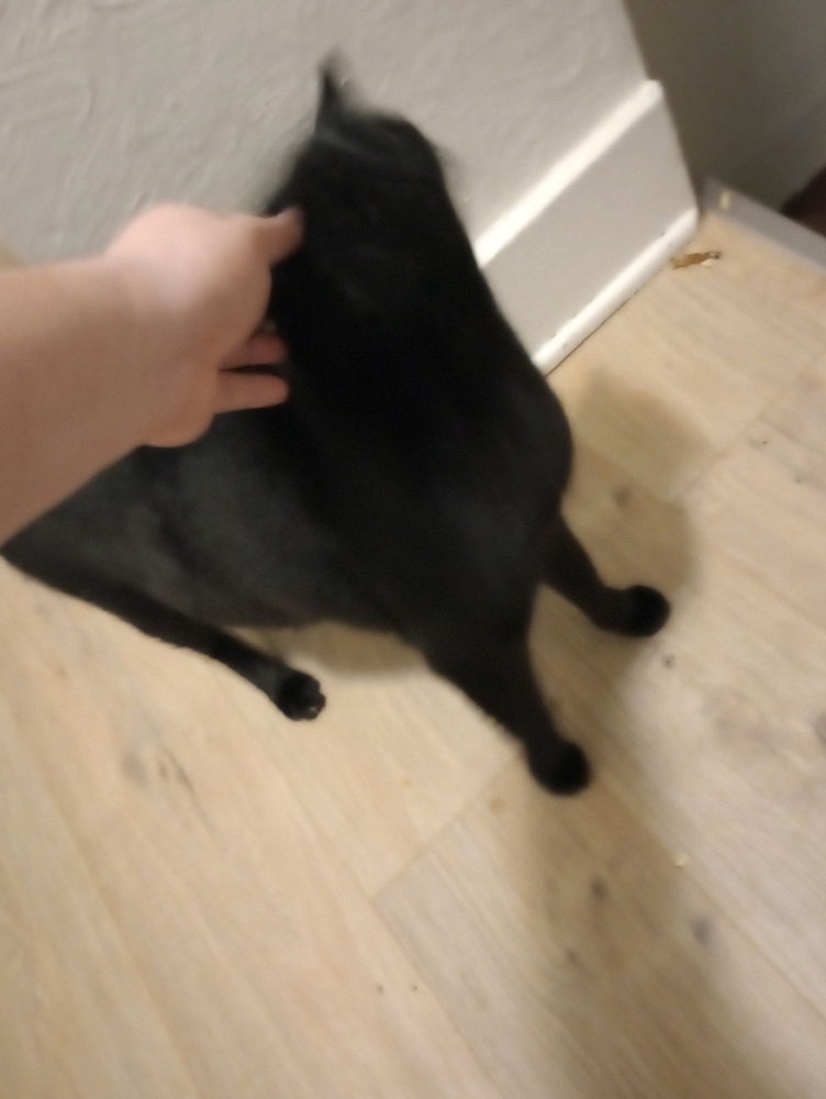 My first post of my black kitty