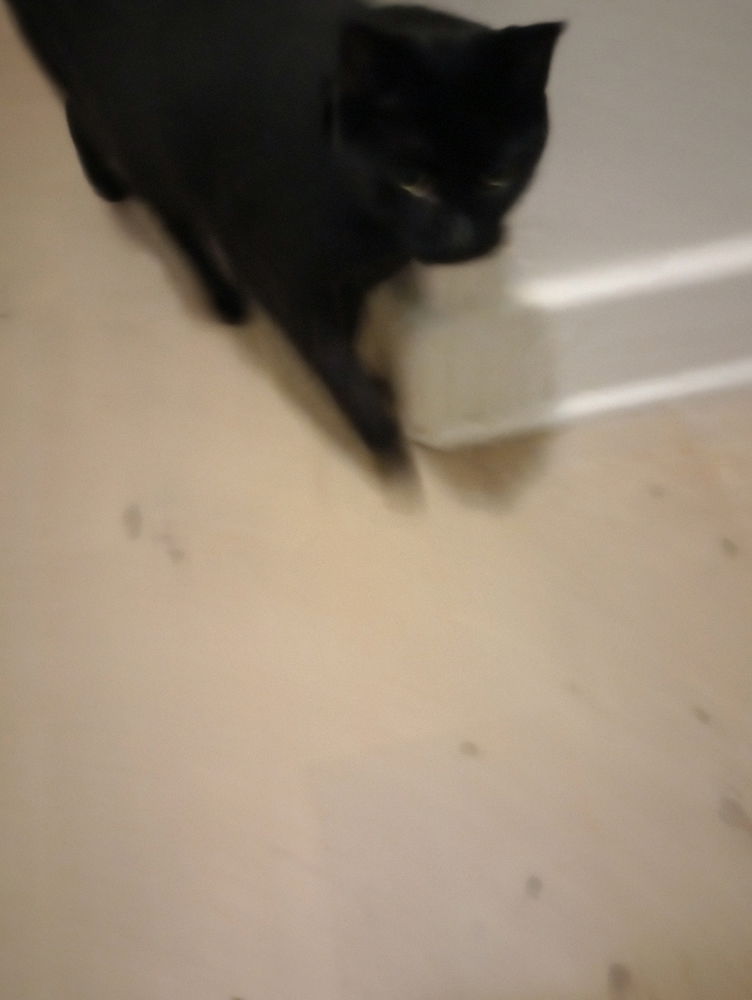 My first post of my black kitty