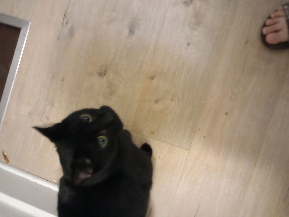 My first post of my black kitty