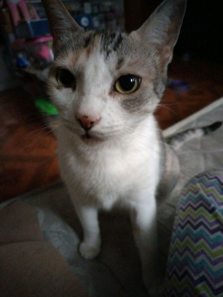 Gatita cálico