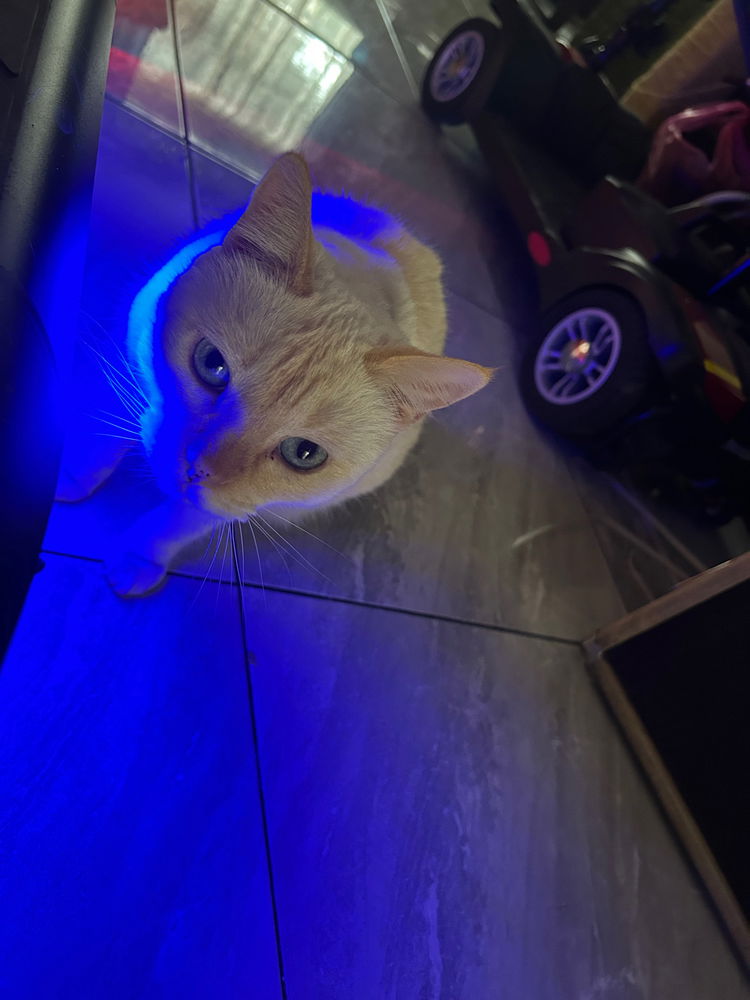Gato rgb