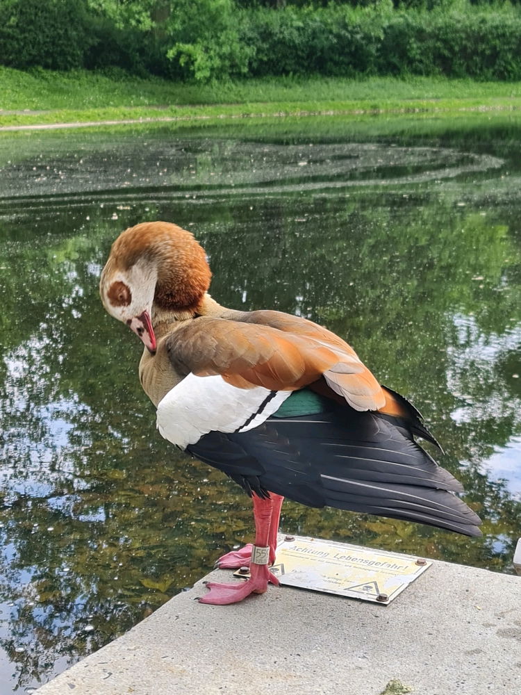 Beautiful Egyptian Goose
