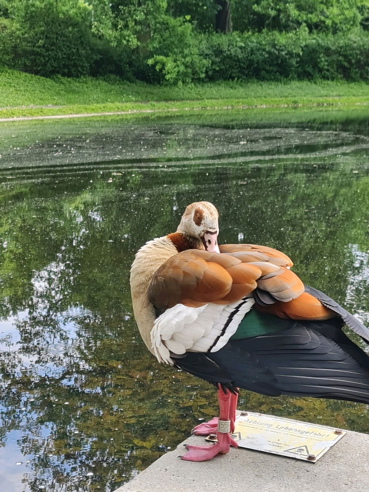 Beautiful Egyptian Goose