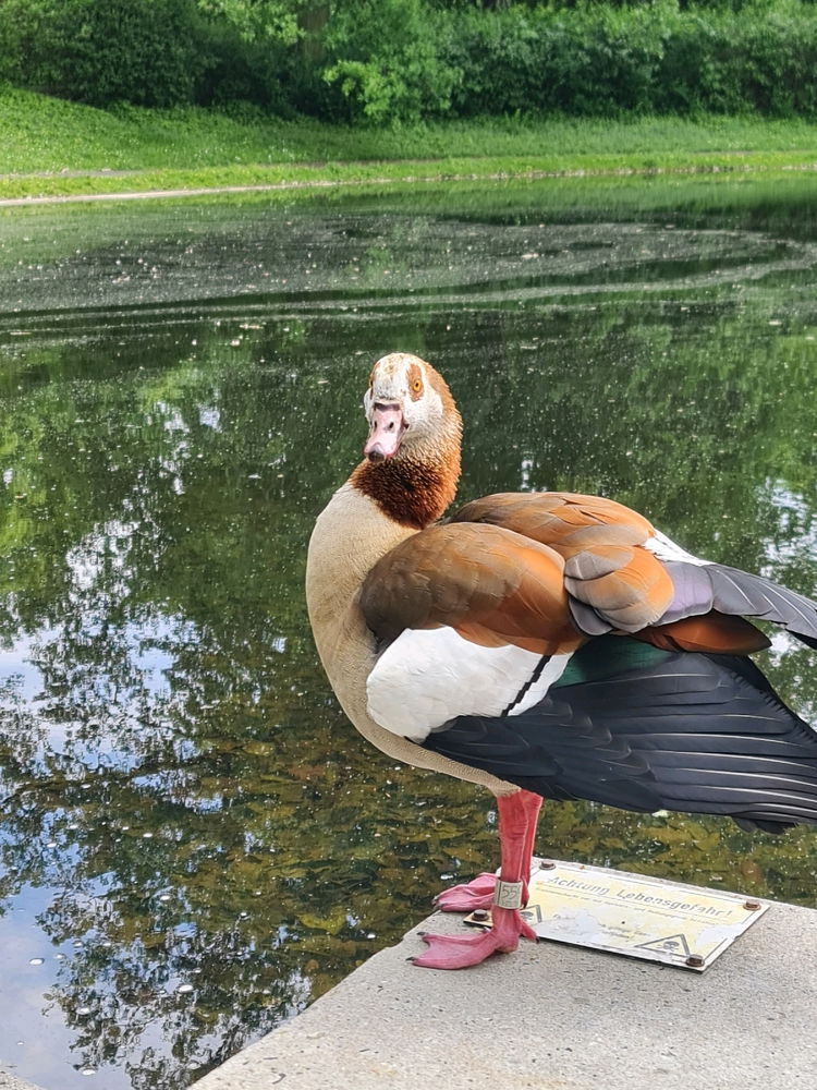 Beautiful Egyptian Goose