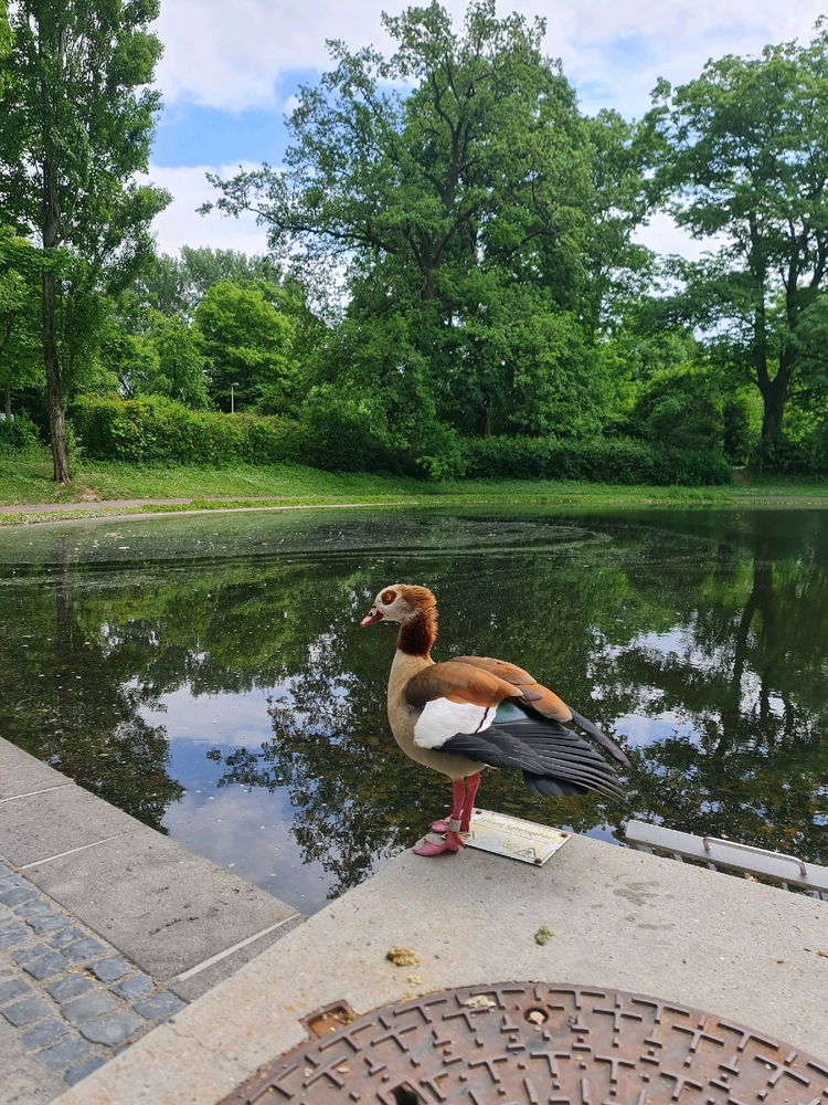 Beautiful Egyptian Goose
