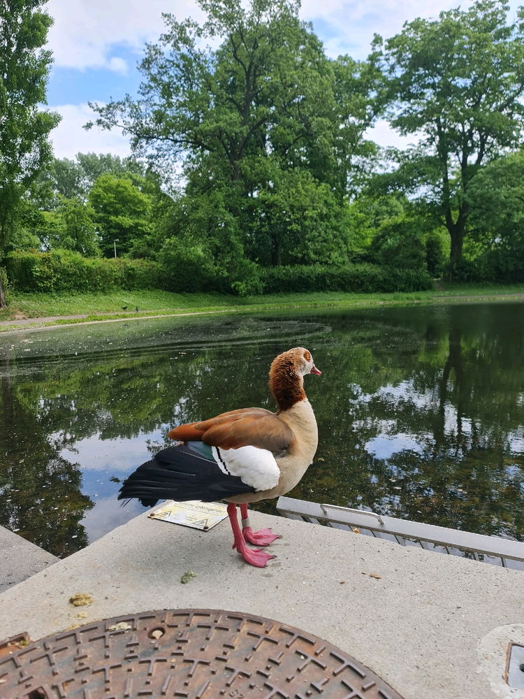 Beautiful Egyptian Goose