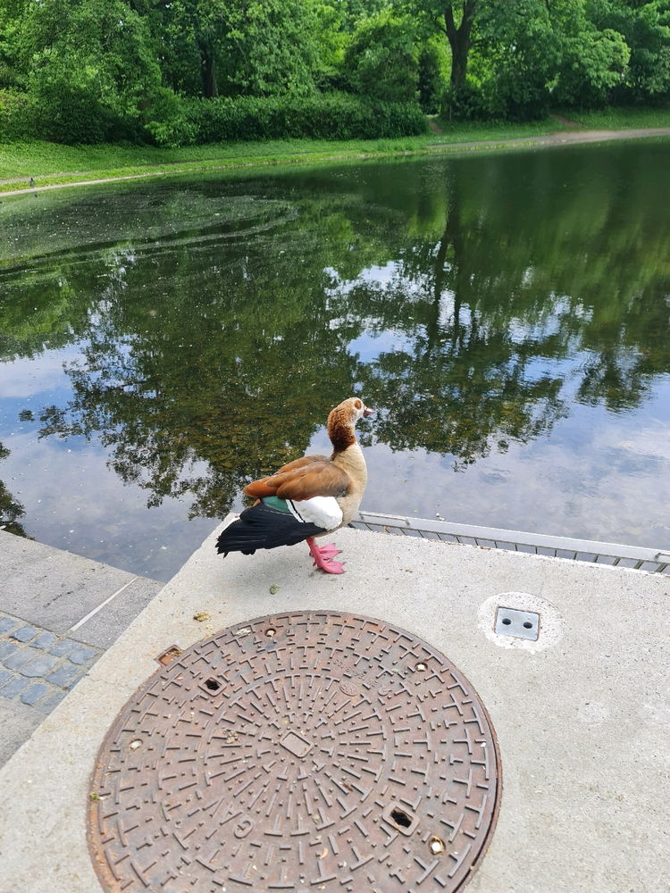 Beautiful Egyptian Goose