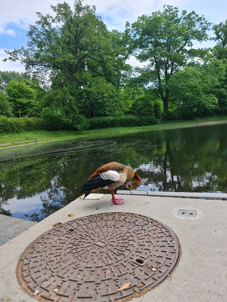 Beautiful Egyptian Goose