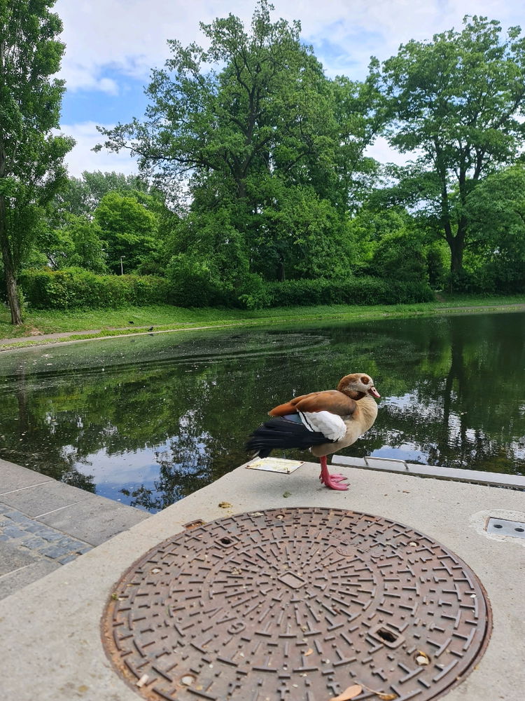 Beautiful Egyptian Goose