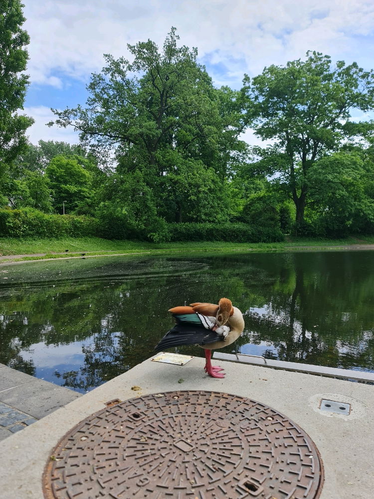 Beautiful Egyptian Goose