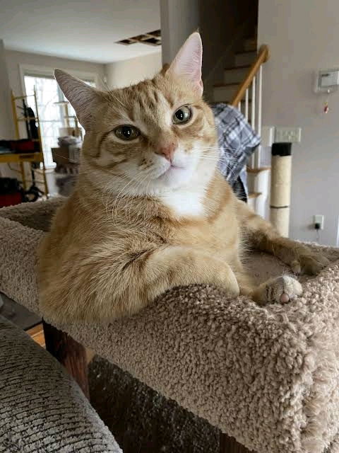 😾: talking to me is a privilege, you don't have that privilege!
