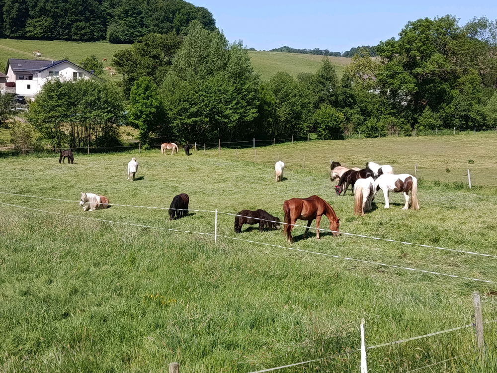 🐎Meine Arbeitsstelle 🐎