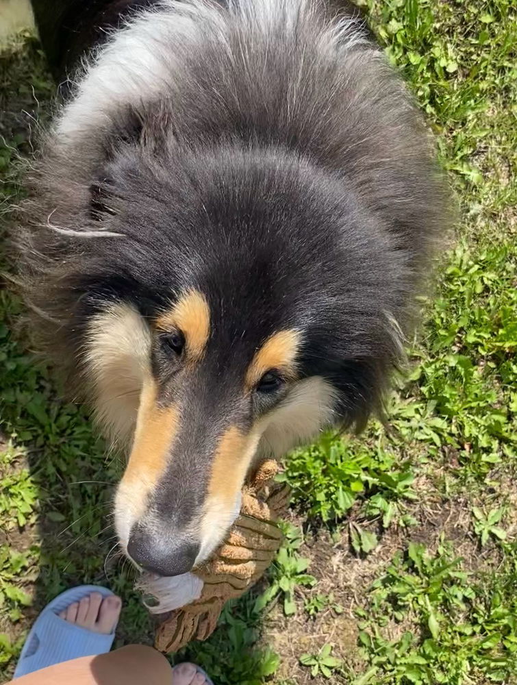 Mr Snoot