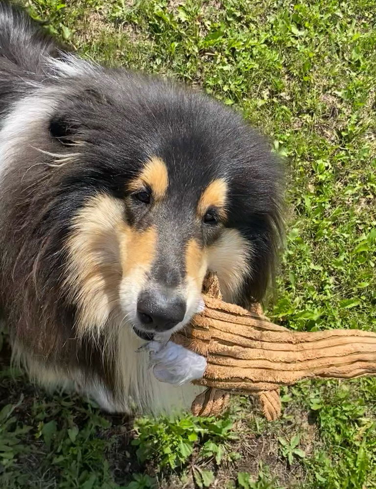 Mr Snoot