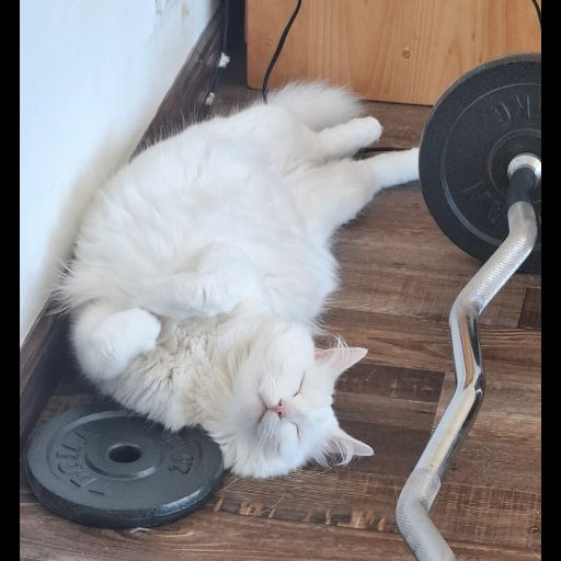 I introduce you the gym cat🔥