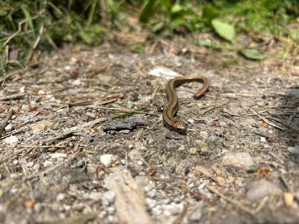 🐍