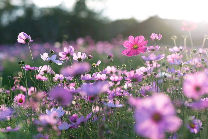 Flowers