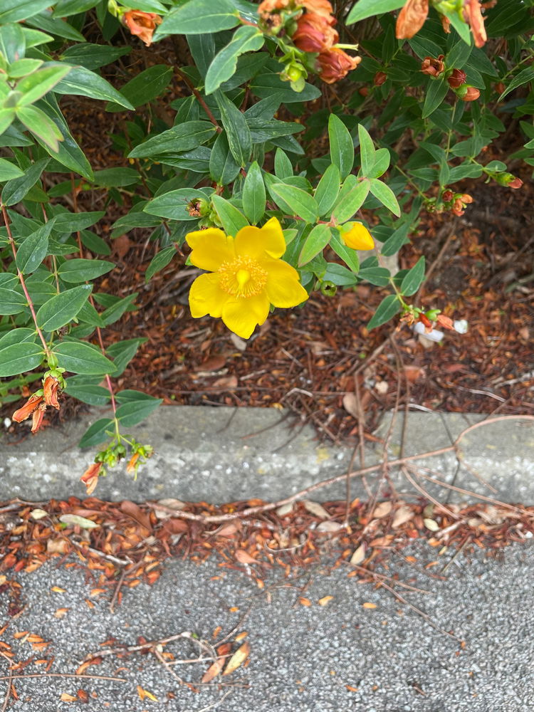 Yellow!