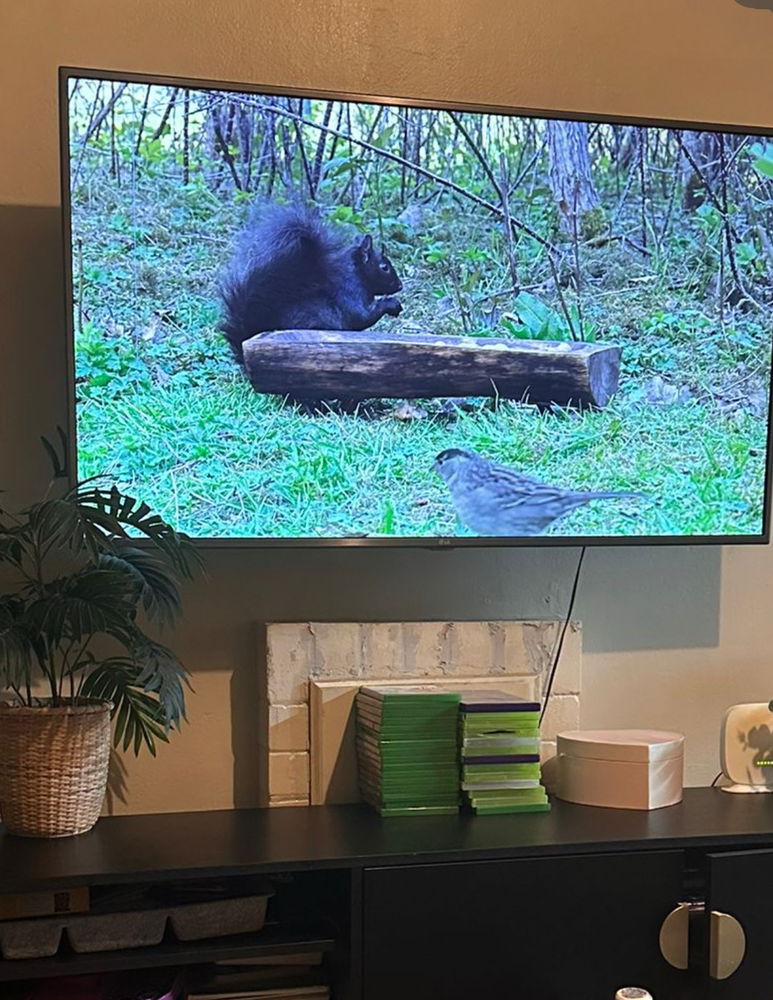 Before my son left to hang out with his friends.. he left entertainment on the TV for our cat.. birds and squirrels show. 💀💀 “leave it on for a bit” he said.