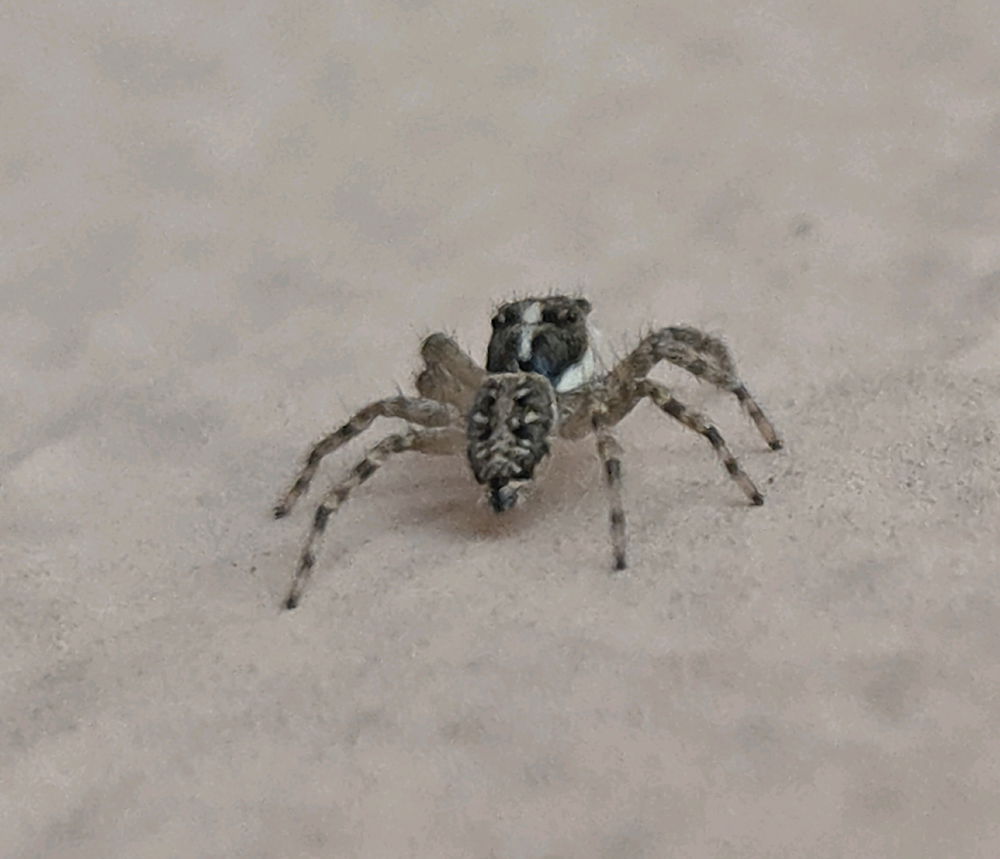 Jumping spider