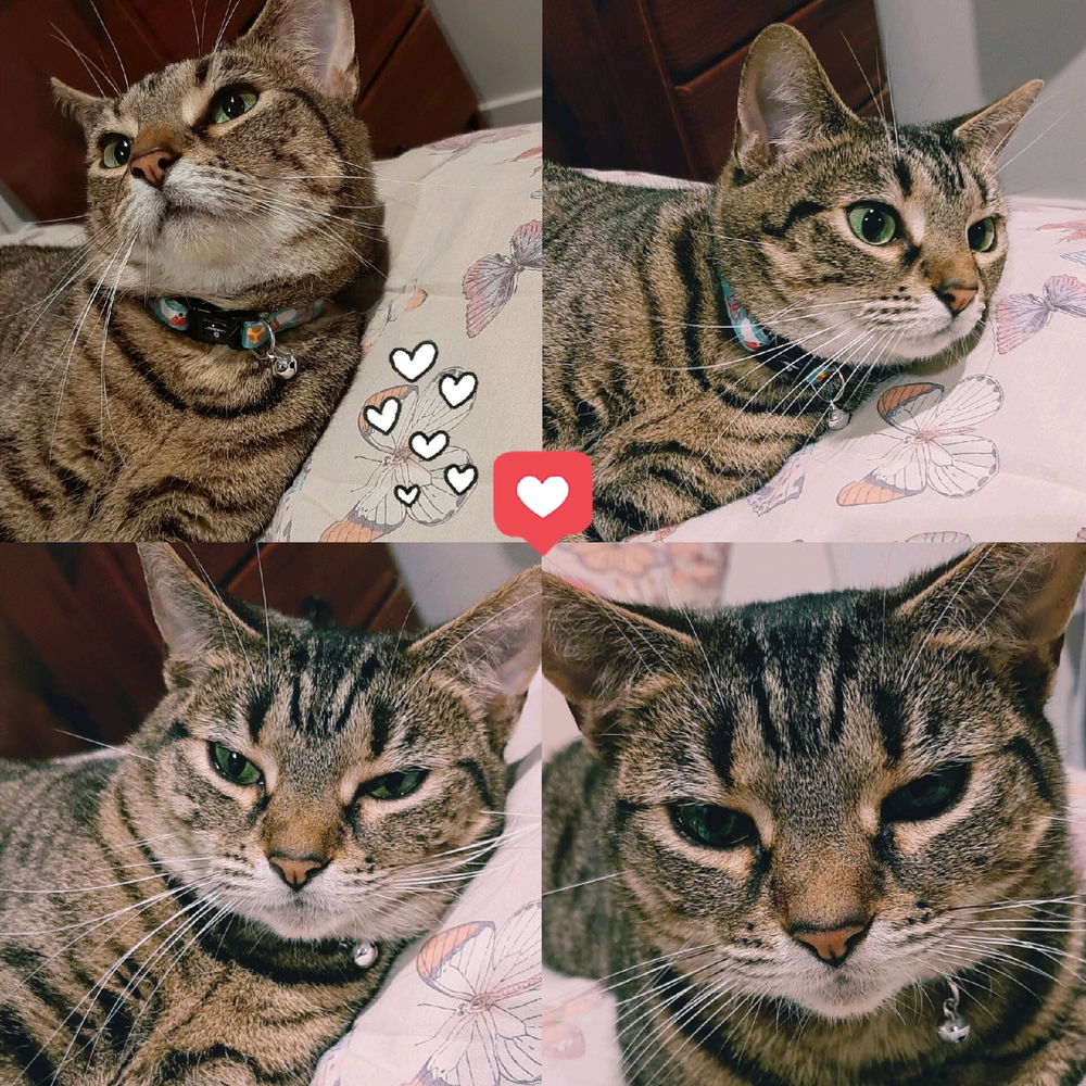 My darling Lumi 💕😽says goodnight to all 😴