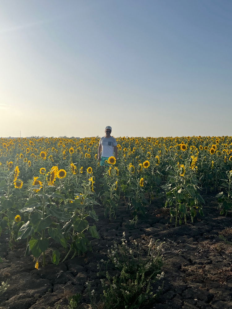 Girasoles