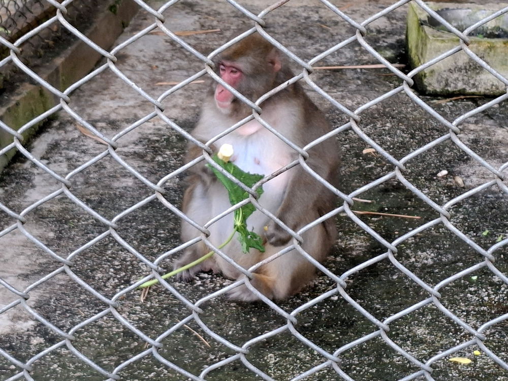 Japanese Macaque