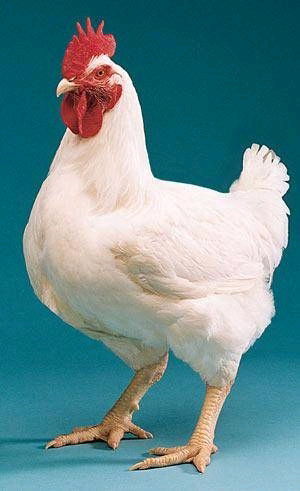 Scrambo