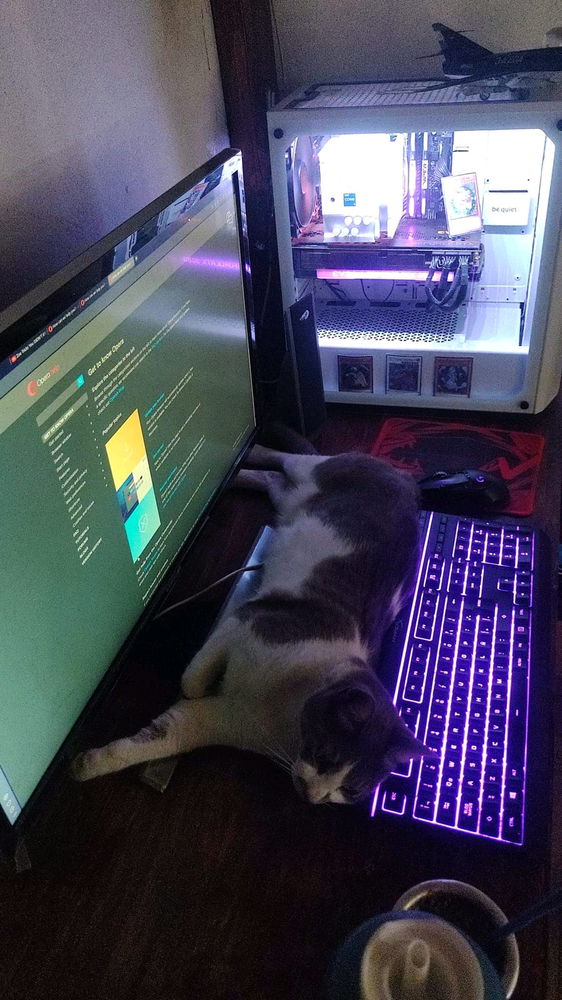 🐱