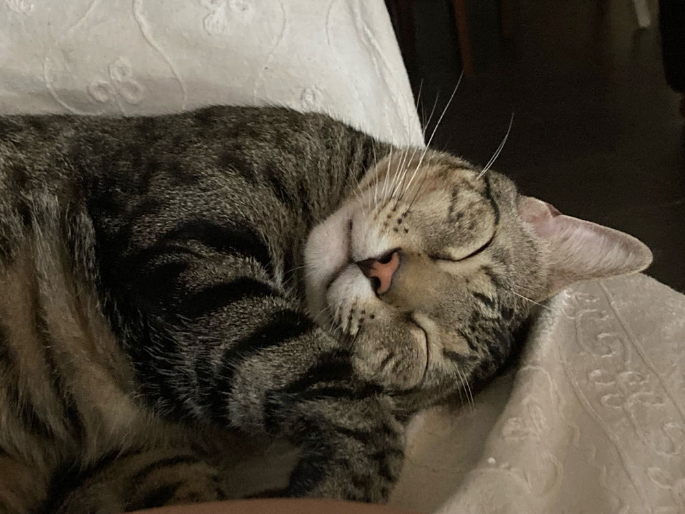 Benito 😇