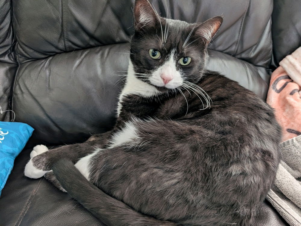My pretty Pemberton