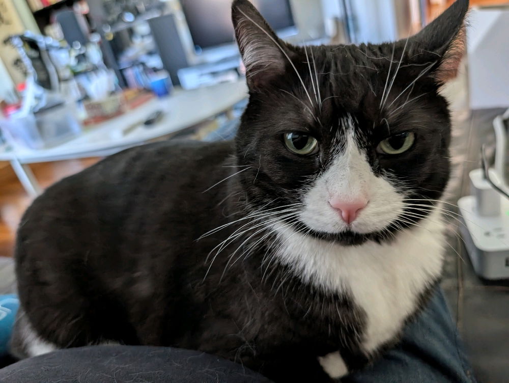 My pretty Pemberton