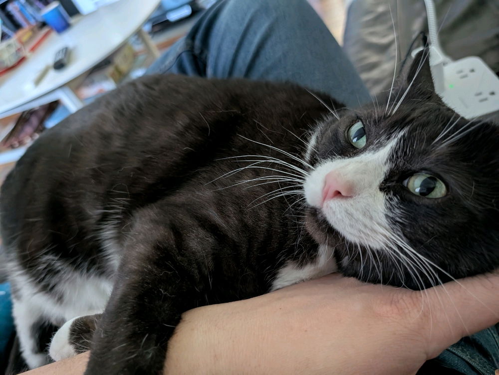 My pretty Pemberton