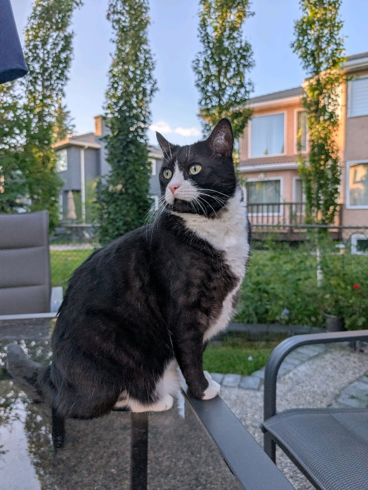 My pretty Pemberton