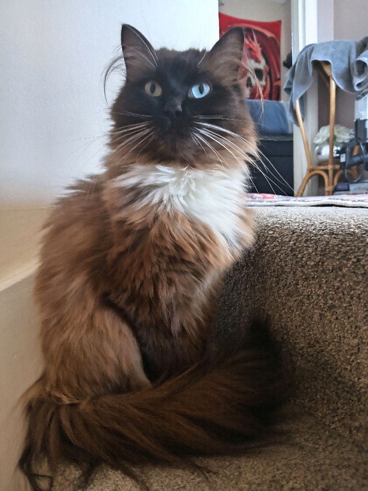 😺