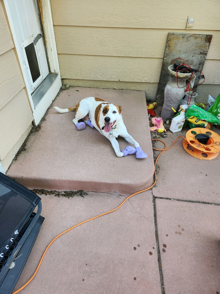 Dog shoes.