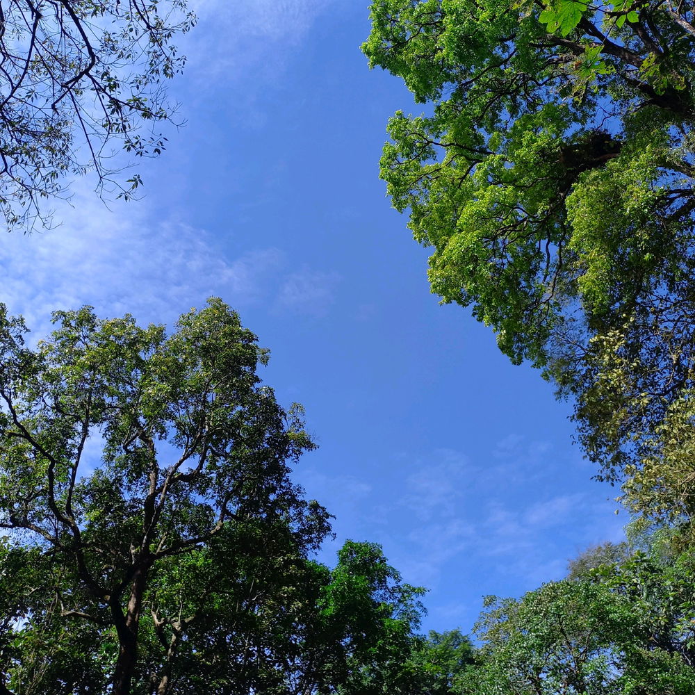 🌲🌞☁️