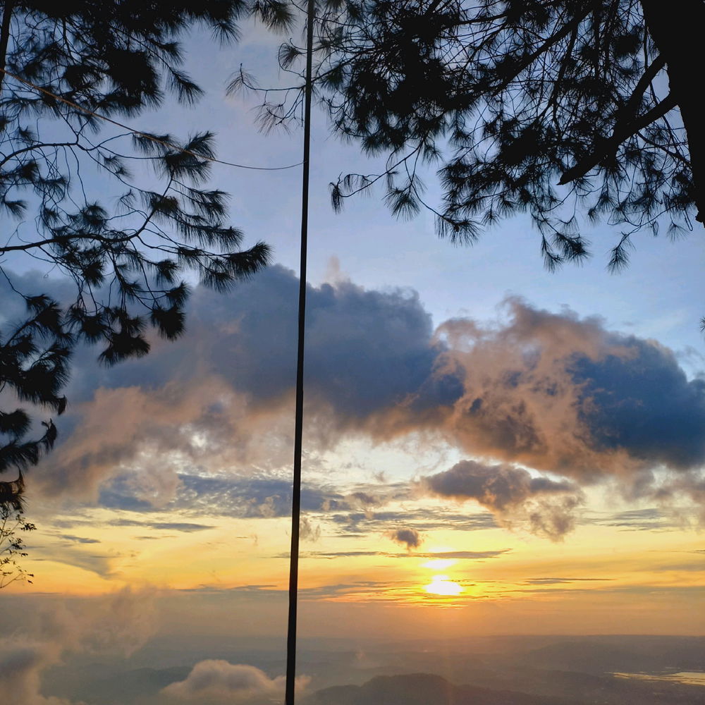🌲🌞☁️
