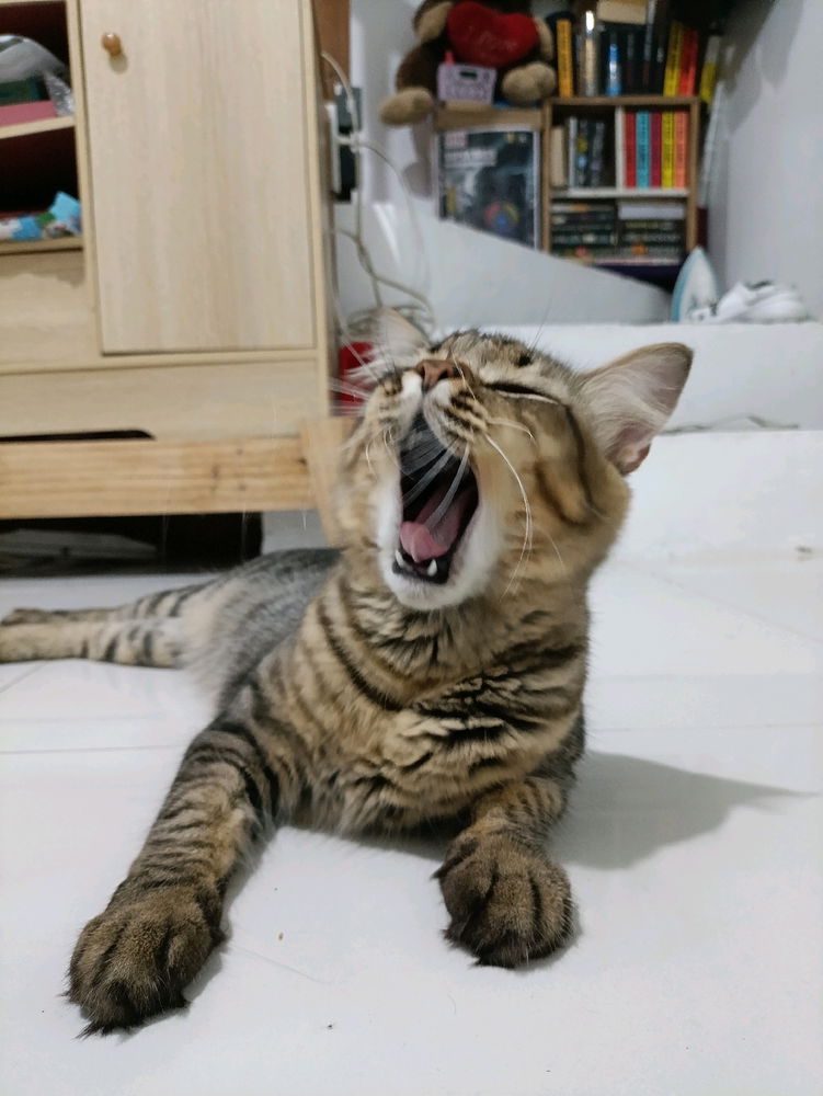 My Neo
