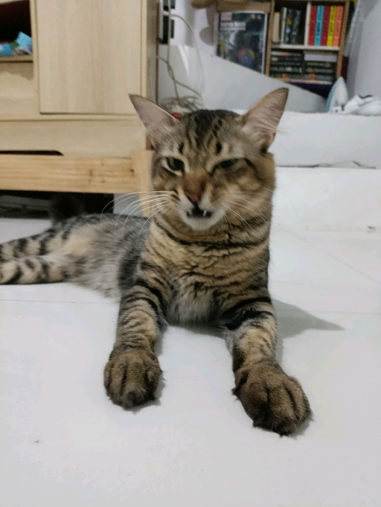My Neo
