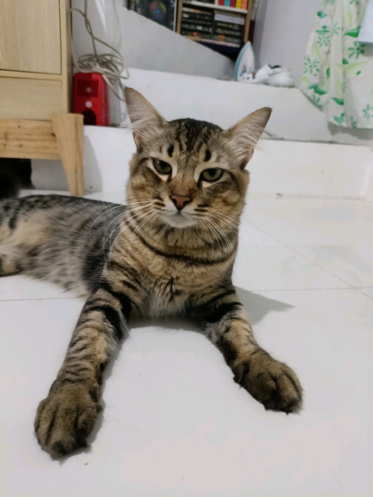 My Neo