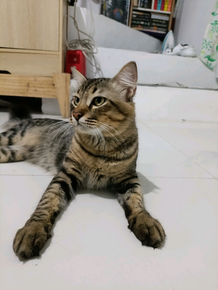 My Neo