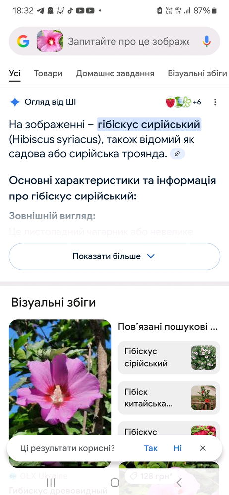 Пропоную пограти в гру.Назвітьрослину яка у вас асоціюється з вашим містом.
Я тут побачила гібіскус і згадала Херсон.Бо скрізь на клумбах в Херсоні його бачила.А троянда в мене асоціюється з Чорноморськом бо їх там багато різних всюди.Миколаїв то каштани і шовковиця.Складно обрати.