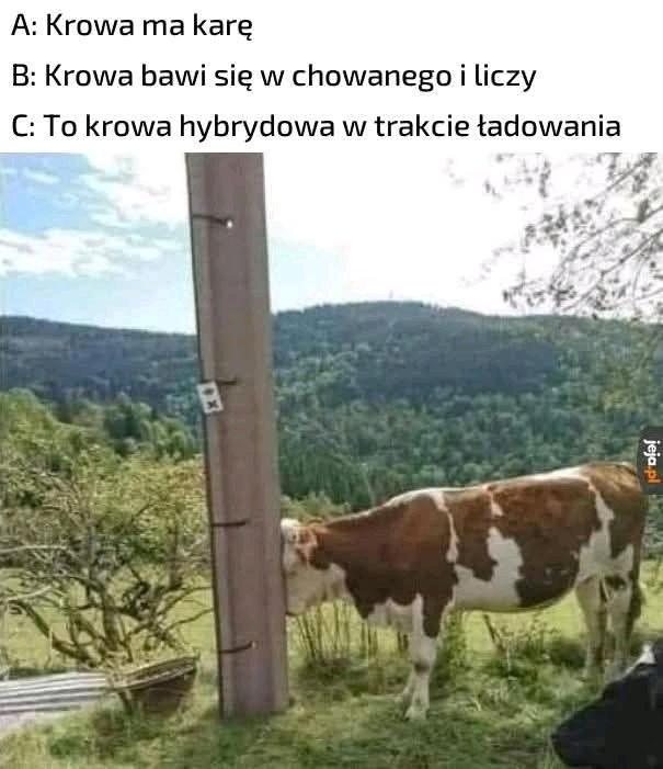 Obstawiam B