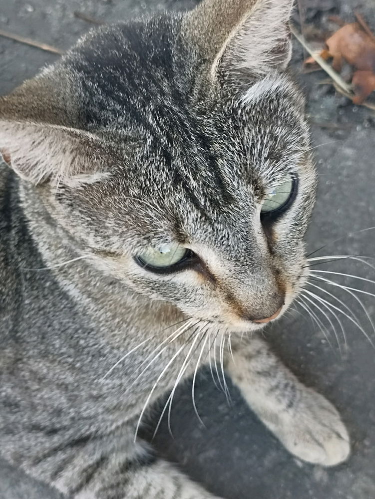 Gatos que me encuentro en la calle pt 2