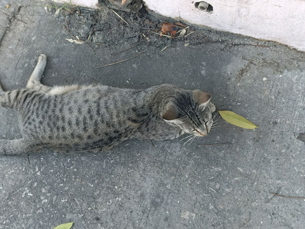 Gatos que me encuentro en la calle pt 2
