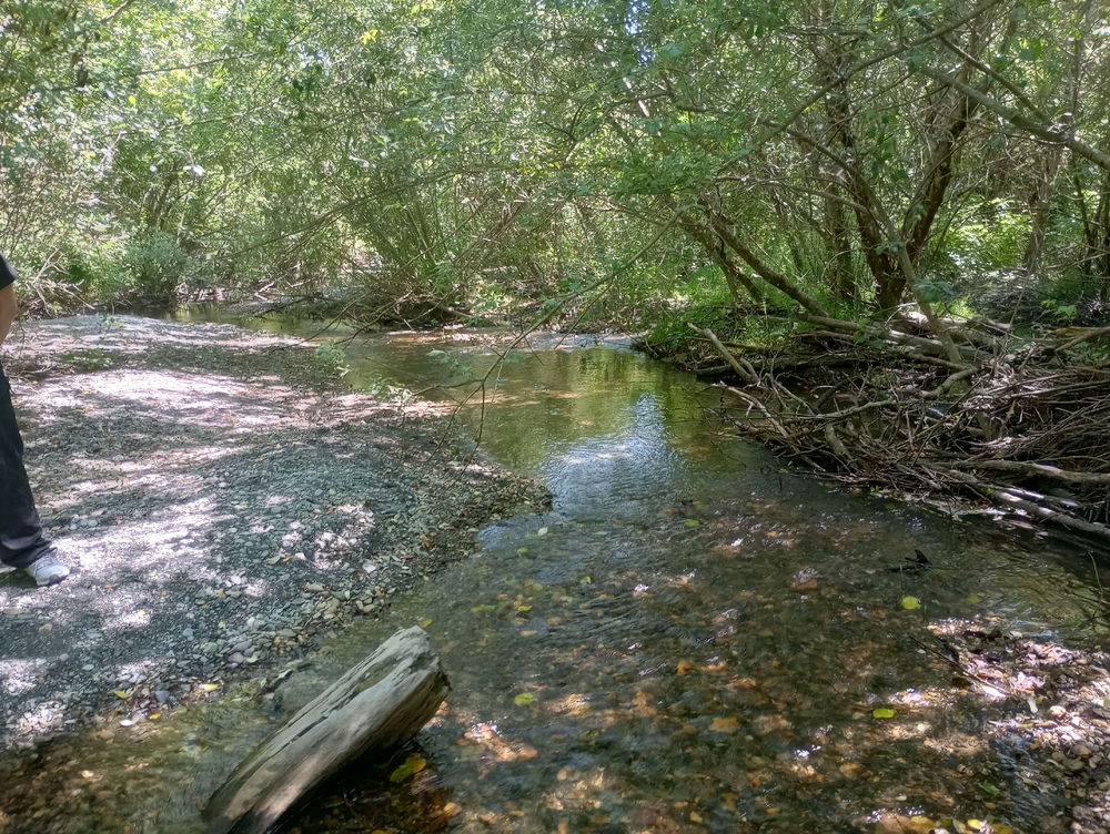 Class walk in the trails next to school