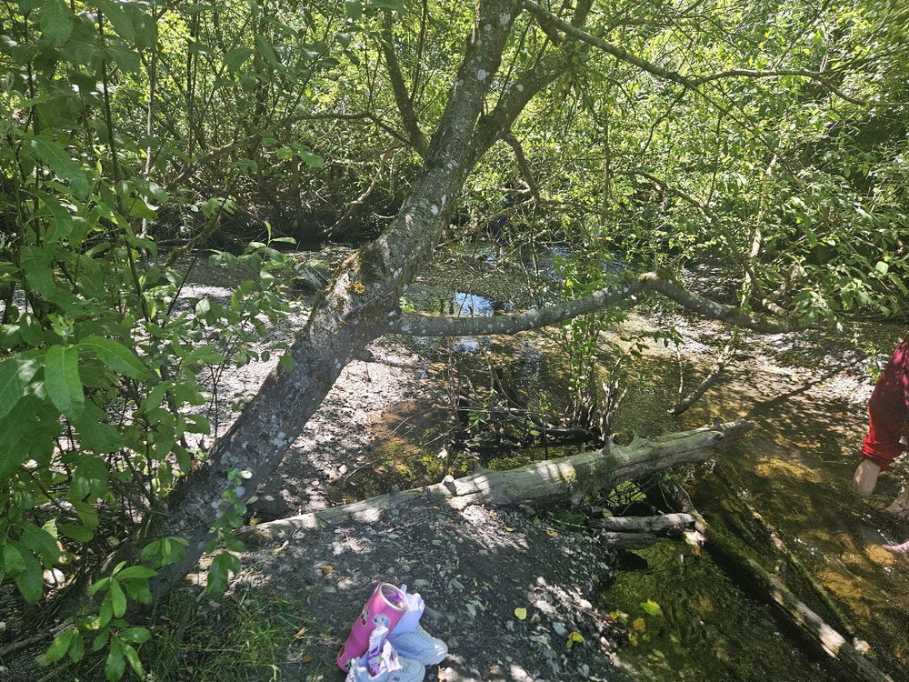 Class walk in the trails next to school