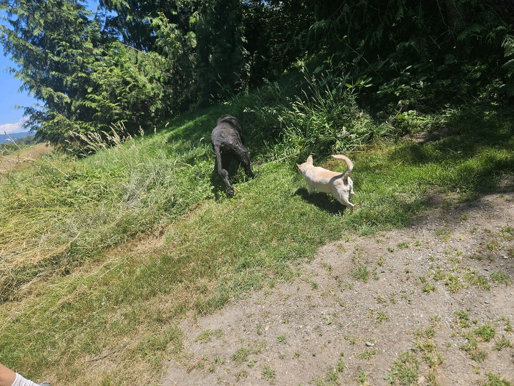 Class walk in the trails next to school